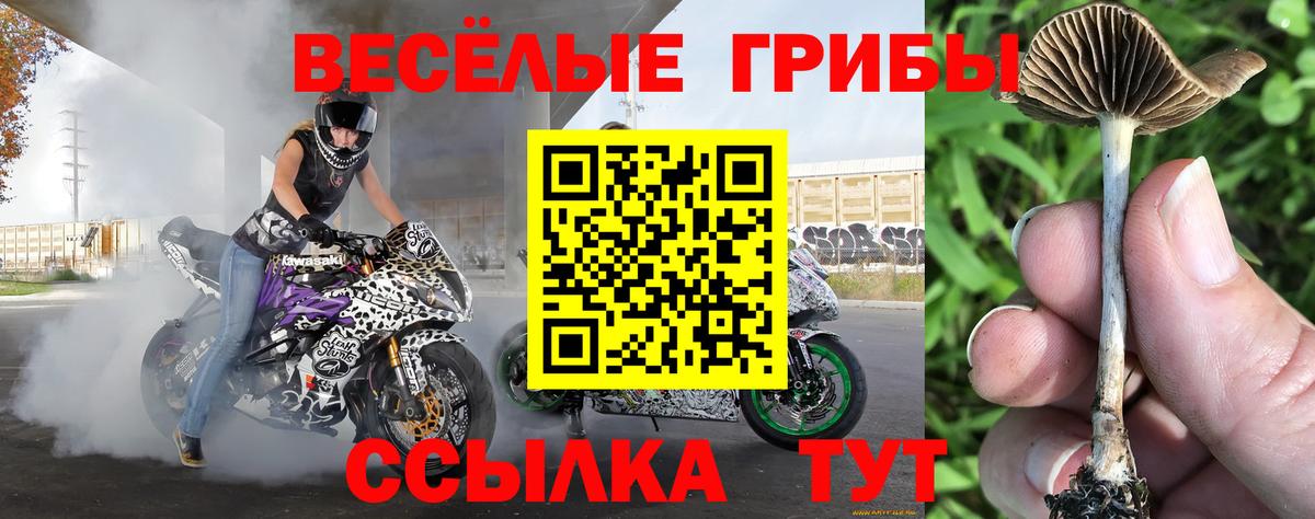 Псилоцибиновые грибы Psilocybine cubensis Луховицы
